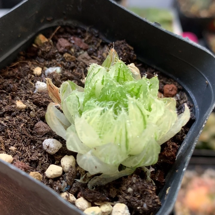 樱水晶玉露锦带盆土咯哈玉露锦