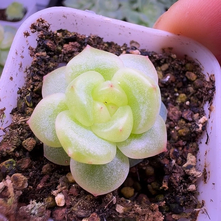 青团珍妮单头福利