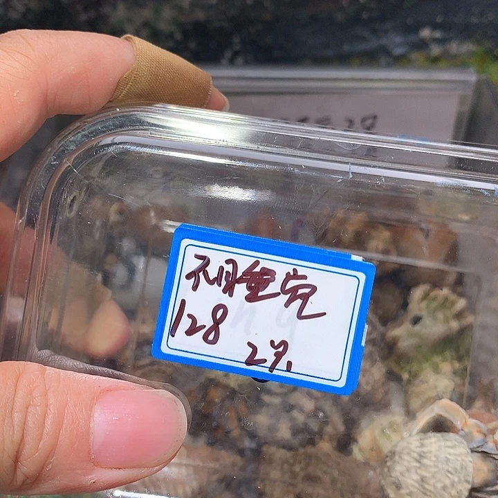 不睡觉的猫专拍奔跑