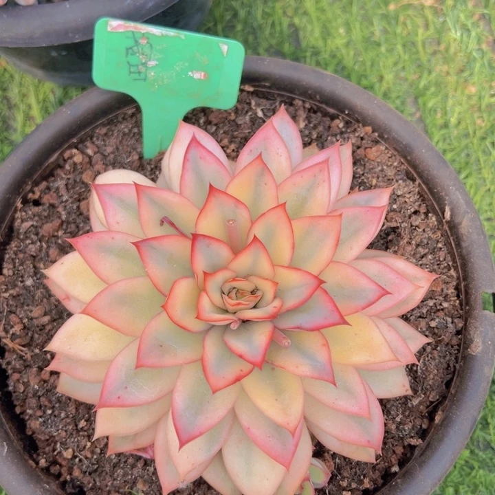 健健康康平平安安