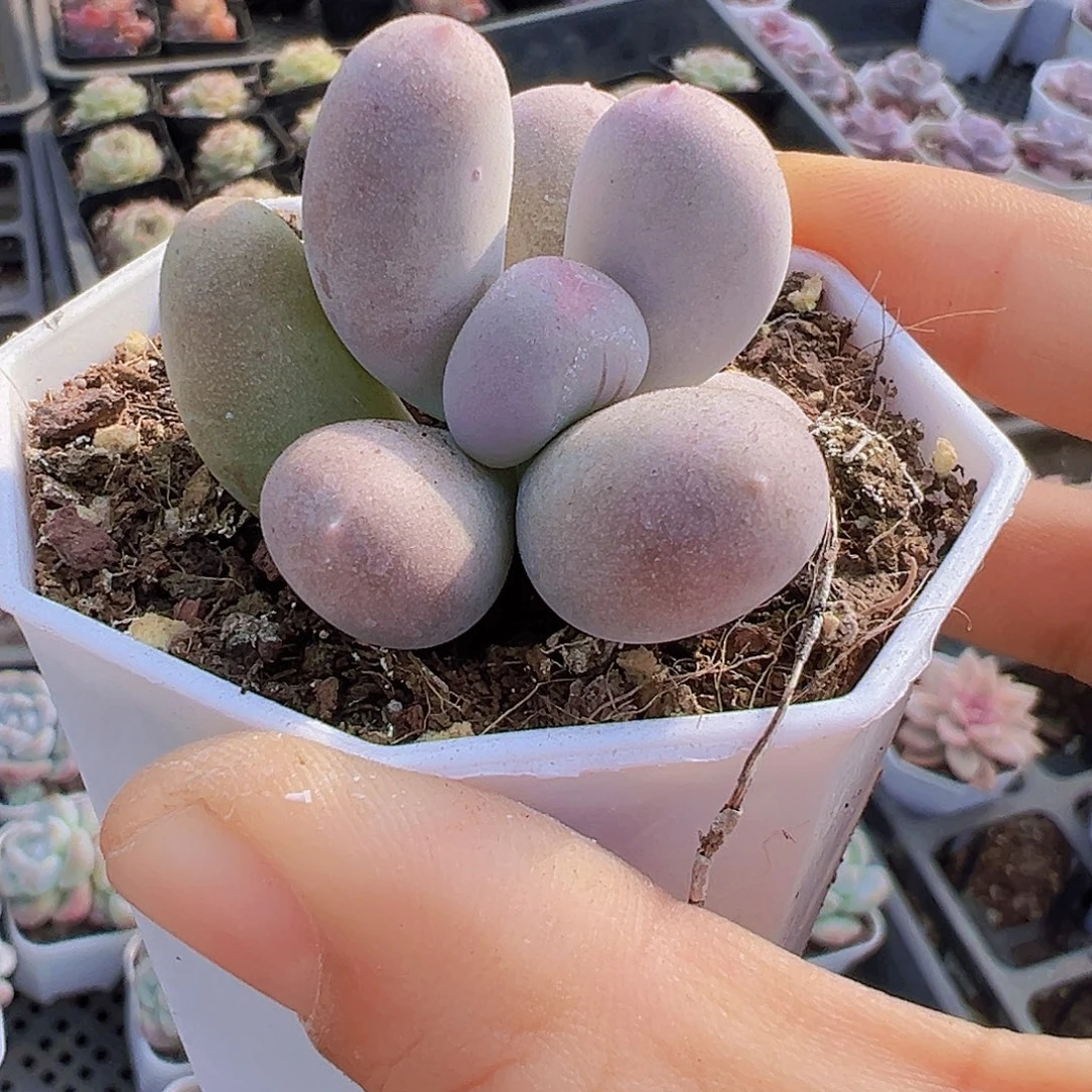 米可奶19包邮多肉植物