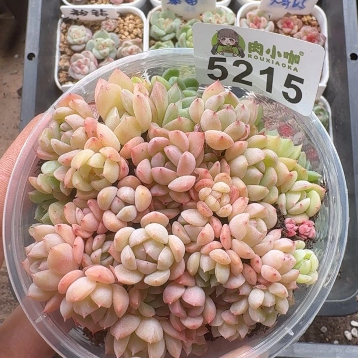 多肉植物多肉植物