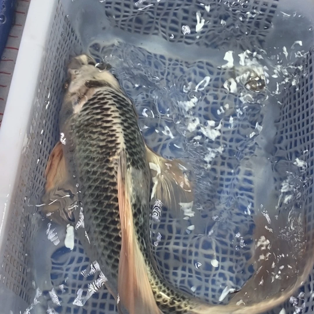 锦鲤冷水金龙包邮