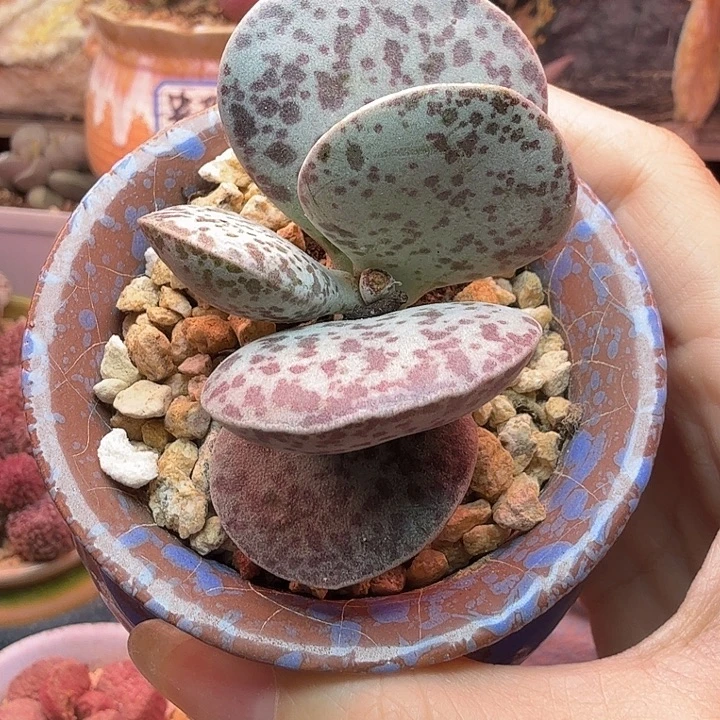 E***y          花蛋。