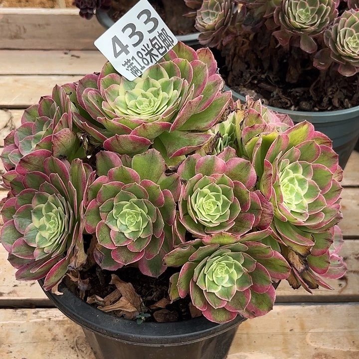 春***6云南多肉海王朵朵无根福利433