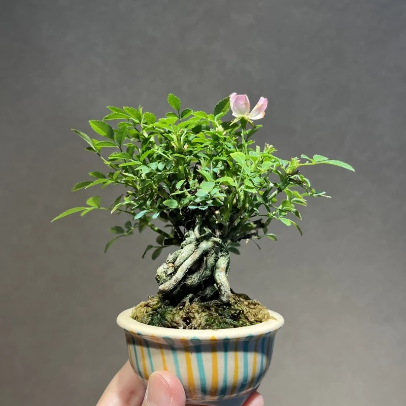 姬蔷薇盆景精品桌面小景高端微盆景循环开花室内外可养