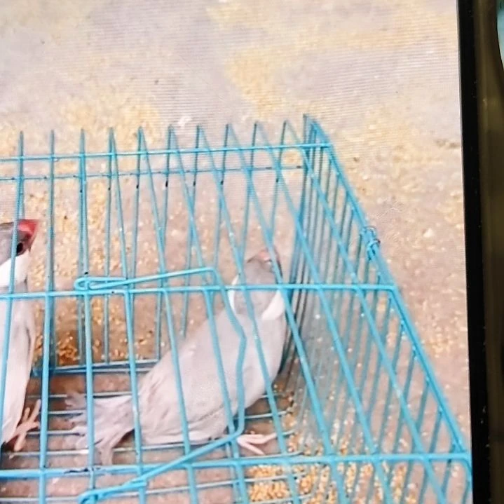 文鸟银文公母一对