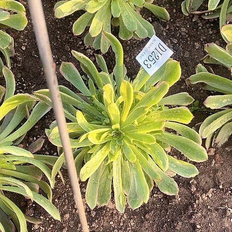 1253萤火粉黛多肉法师