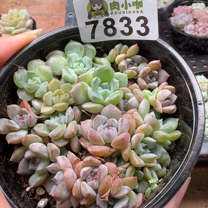多肉植物多肉植物