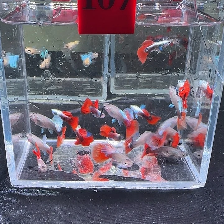 孔雀鱼107号20条瑕疵象耳