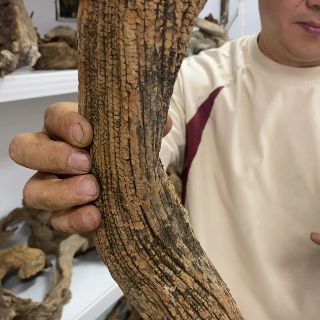 龙***格柏木（崖柏）我们都是好孩子