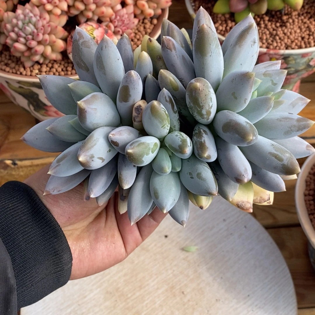 黄体哥特萝莉多肉