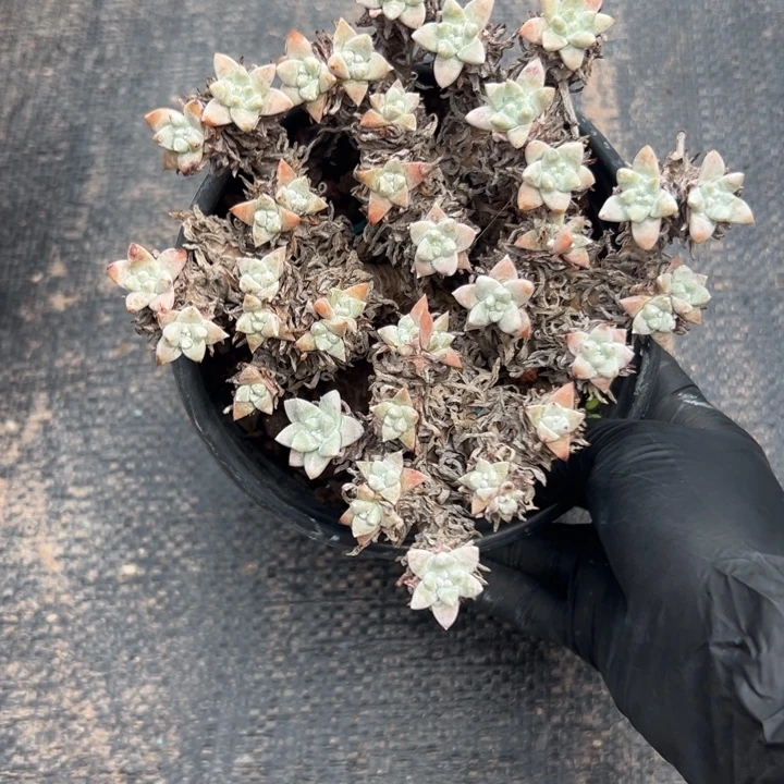 格诺玛白菊～一物一拍0918