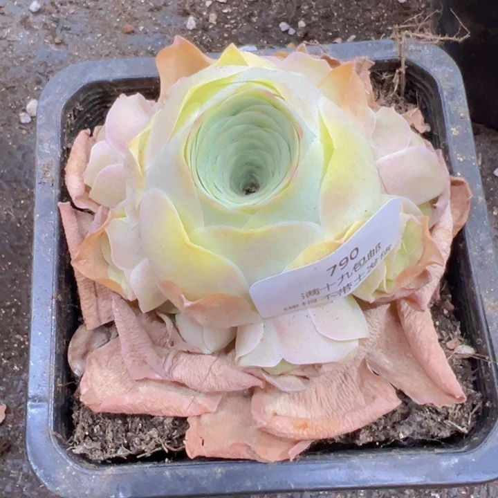 790 裸根不带土发货不包损