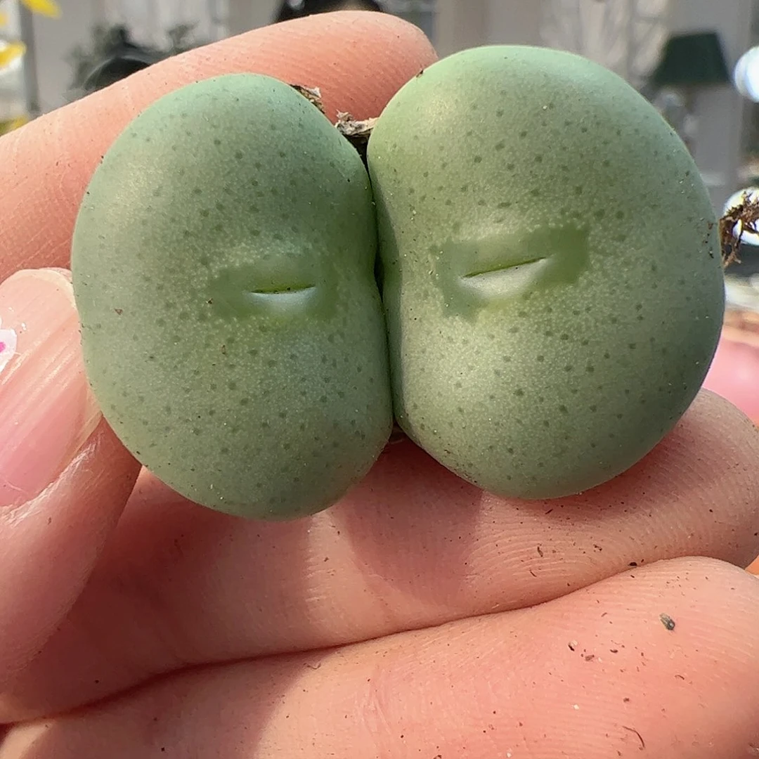 【闪购商品】164 嘟嘴大饼