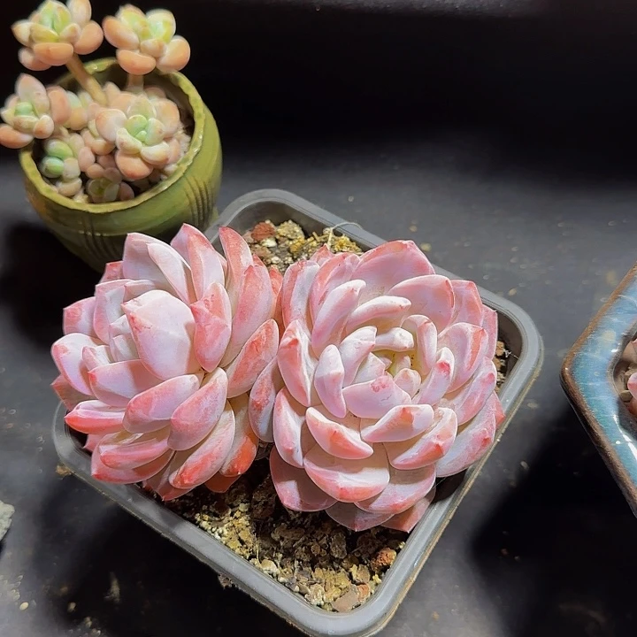 D****p多肉多肉多肉多肉