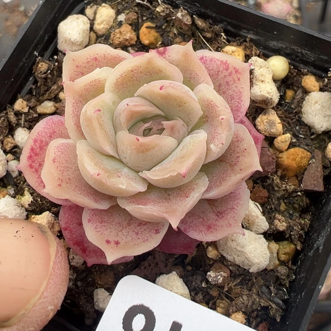 小*?小卡拉米糖心一物一拍22-18