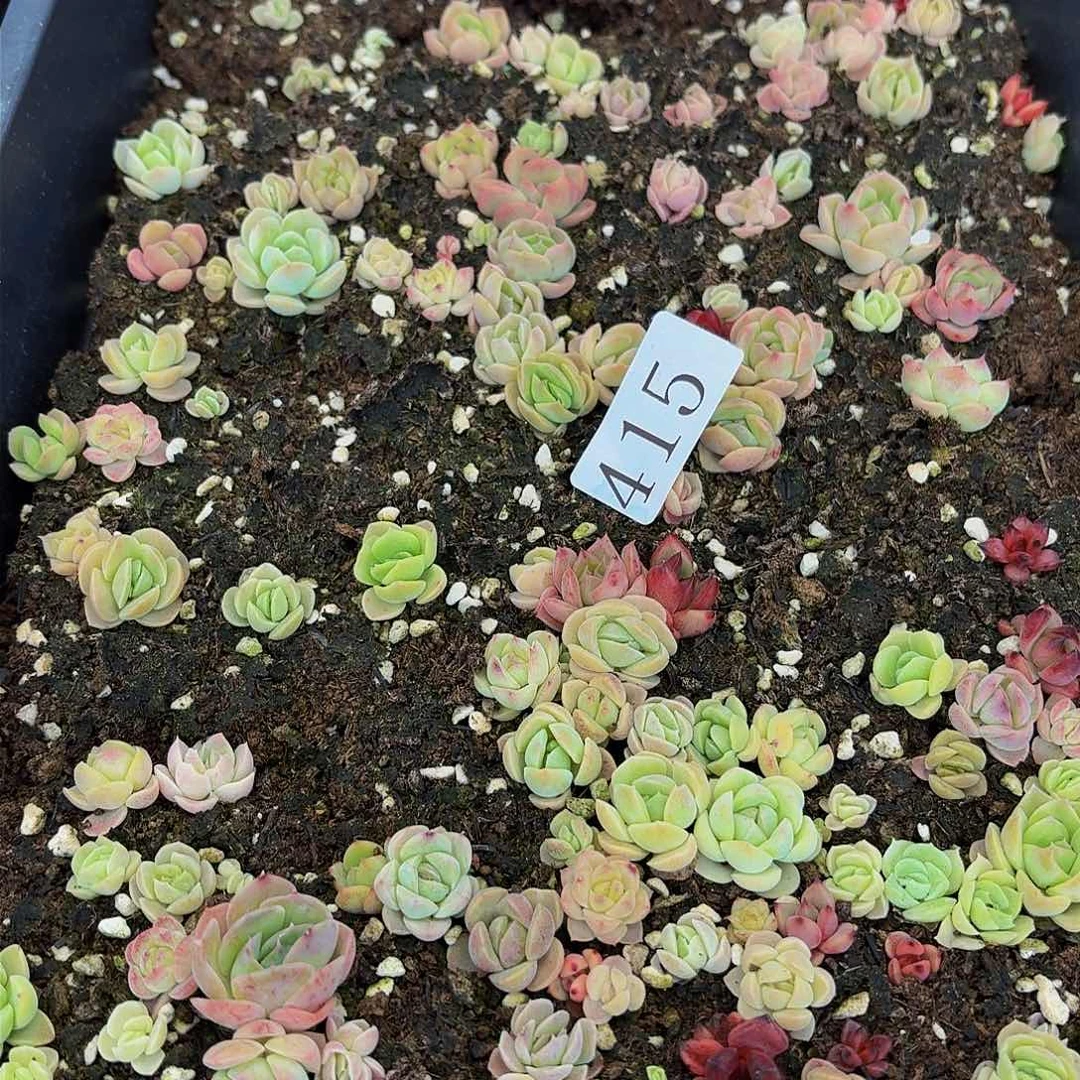 多肉植物多肉植物415
