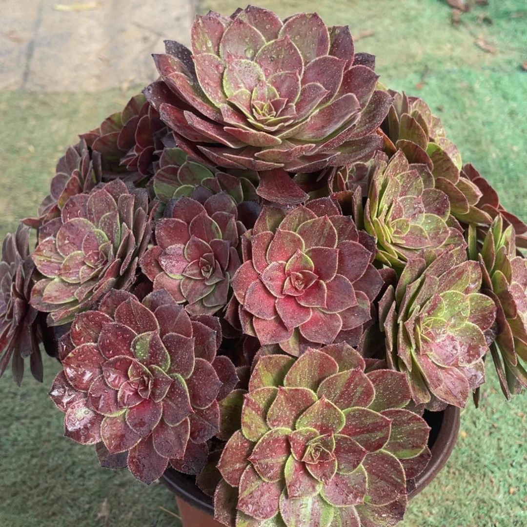 310花月夜精品法师多肉