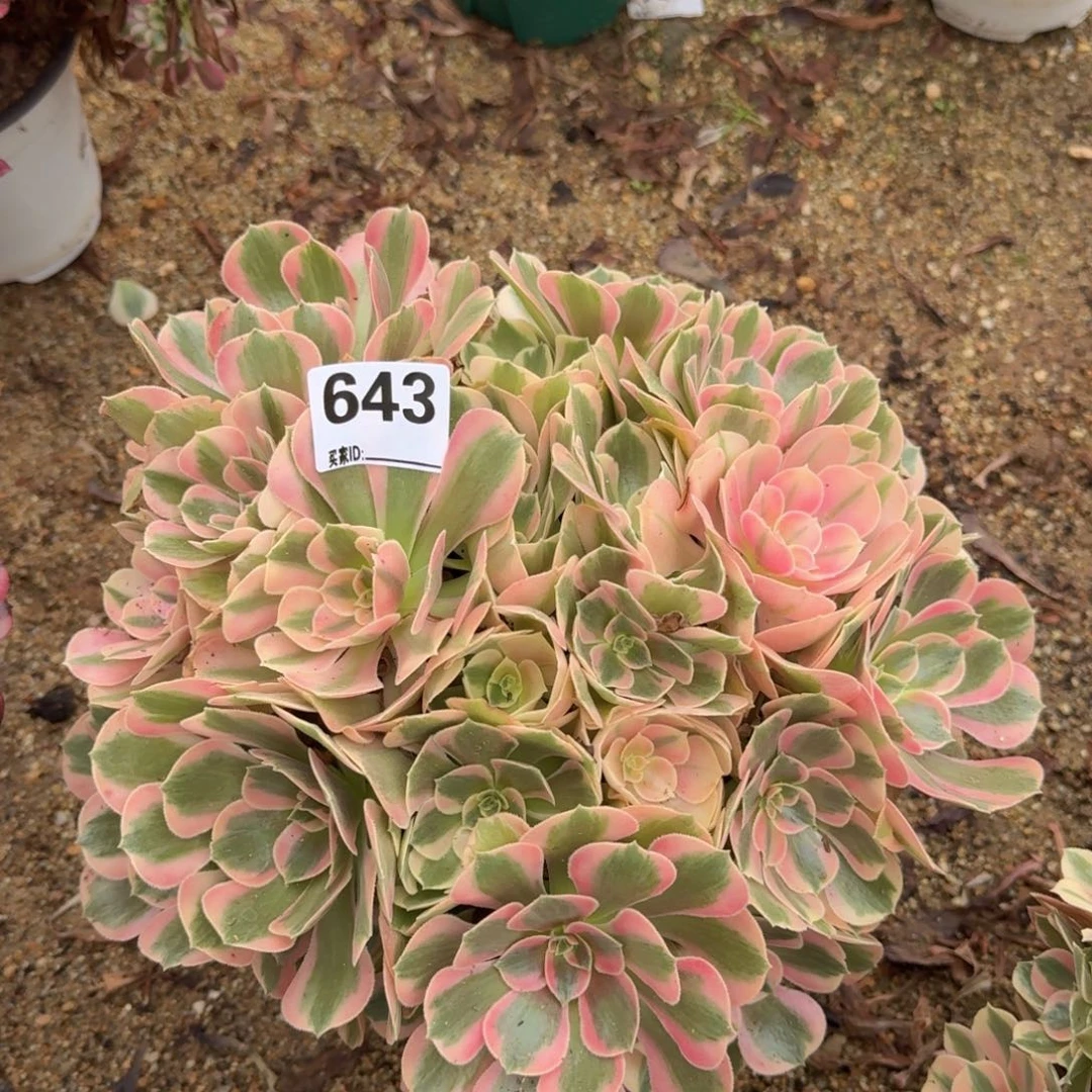 643粉女郎多肉植物