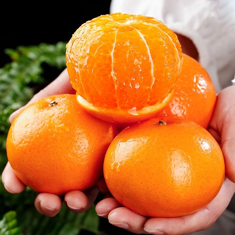 正宗广西武鸣沃柑10斤整箱橘子水果沙糖蜜橘50-60mm