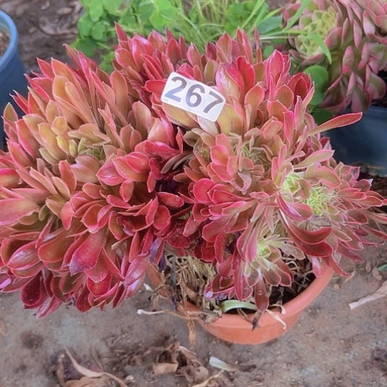 爱*正多肉植物一个