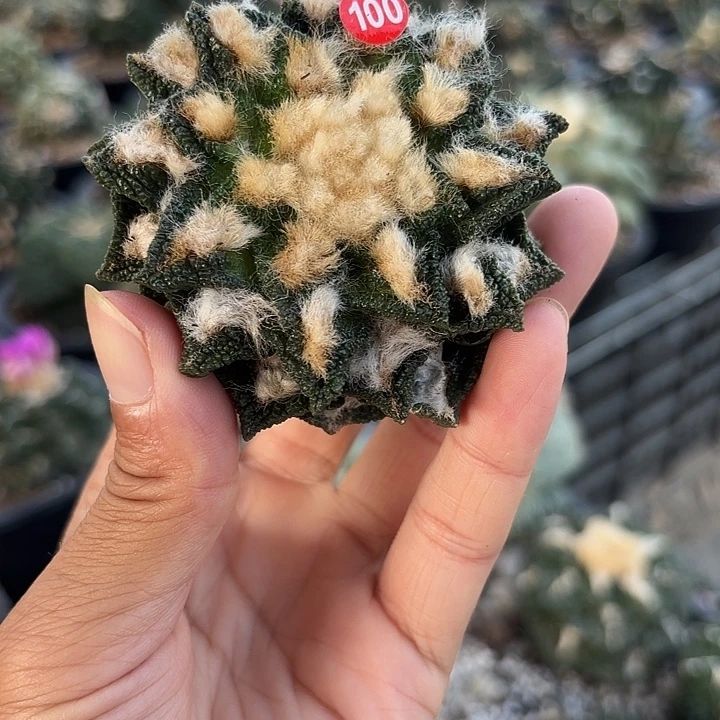 苗接落地仙人球100