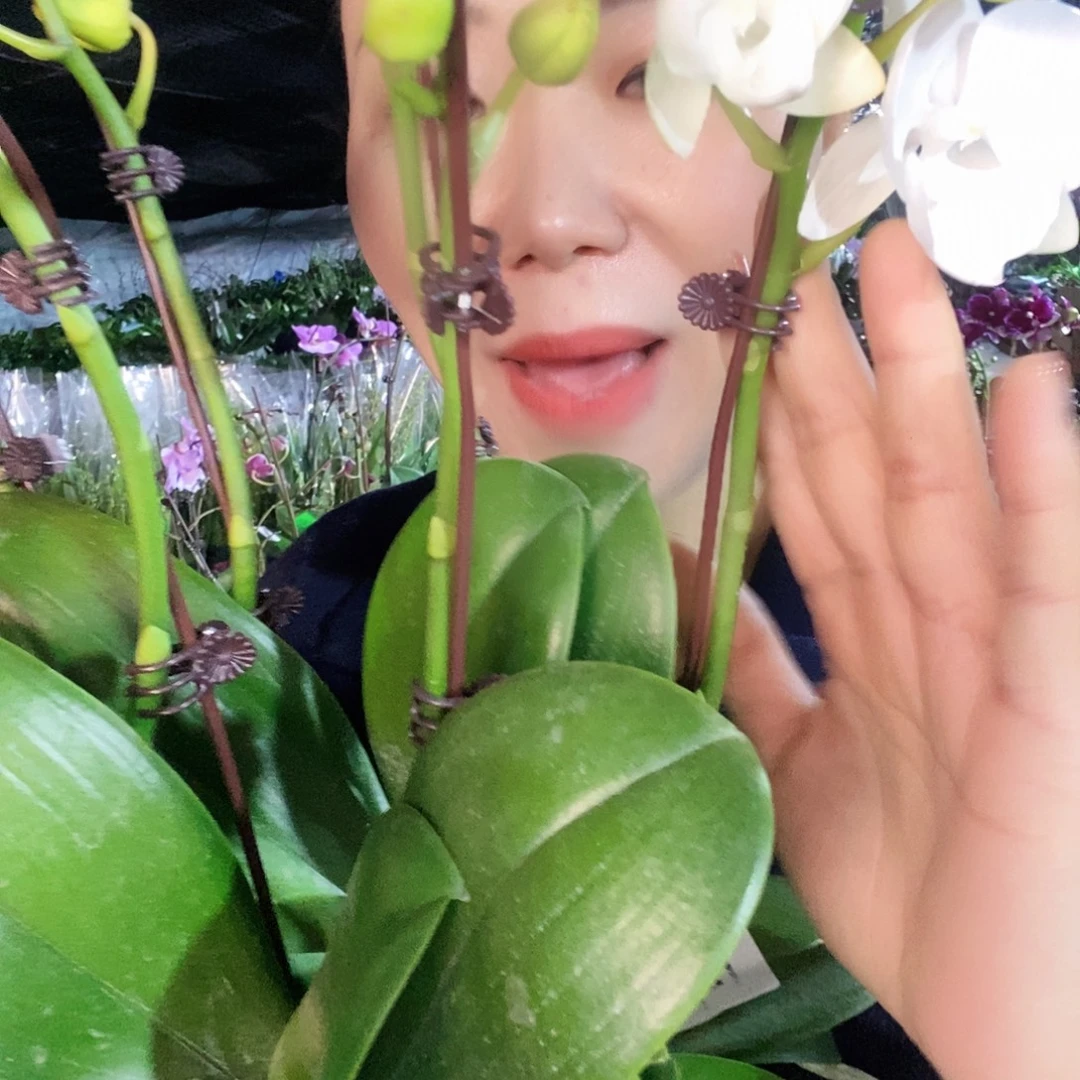 无花朵白天鹅蝴蝶兰