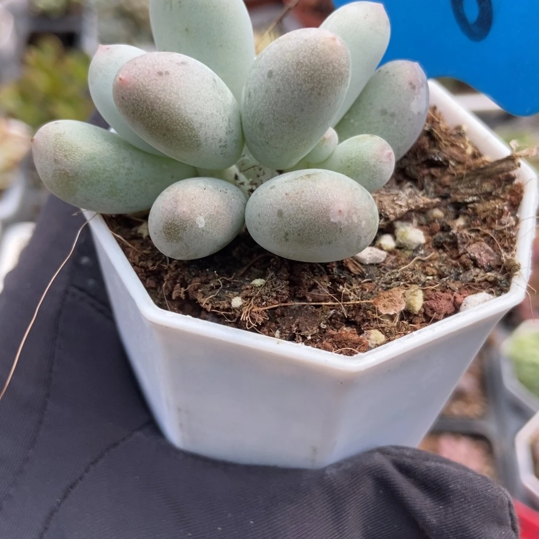 1008米可奶多肉植物