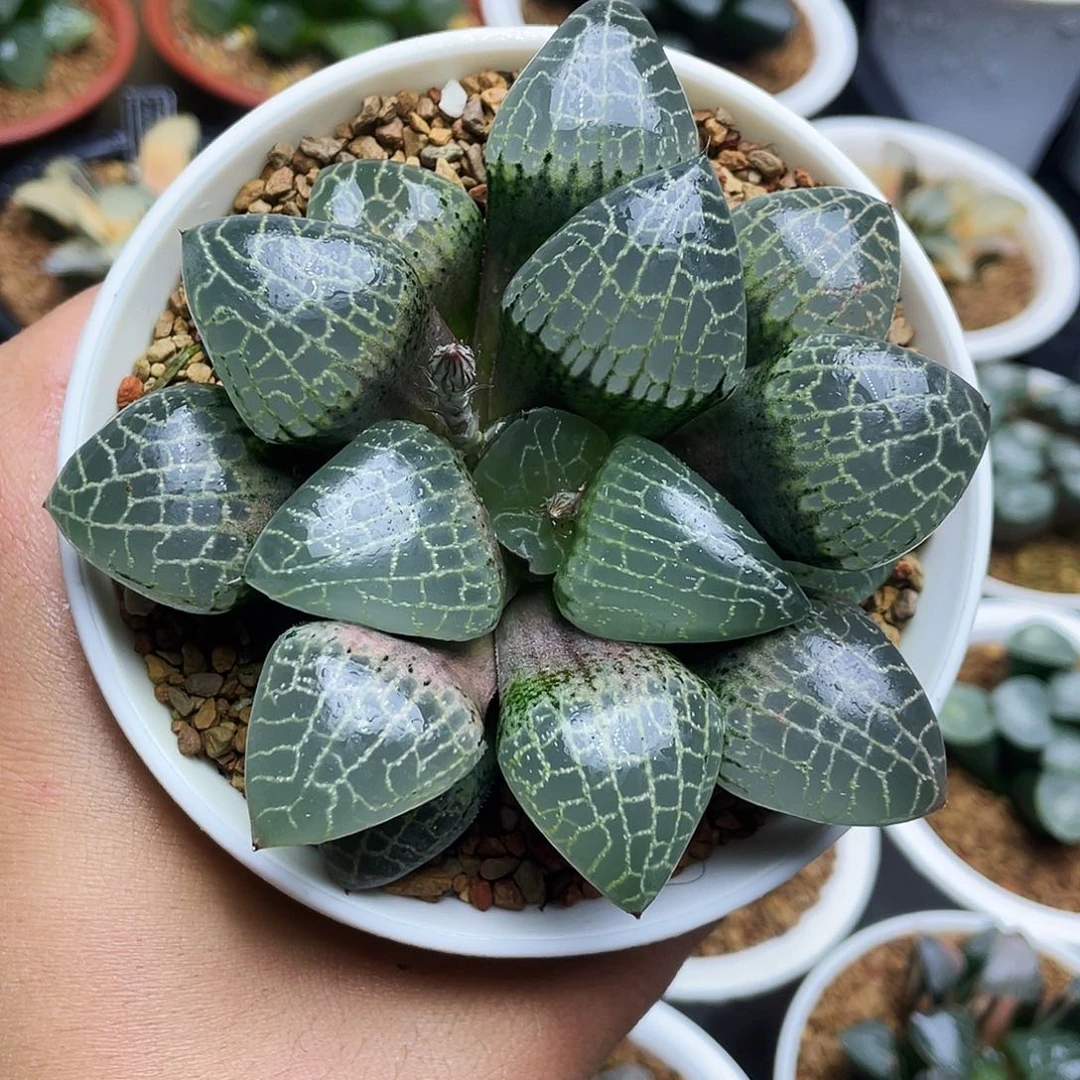 实生寿十二卷多肉植物