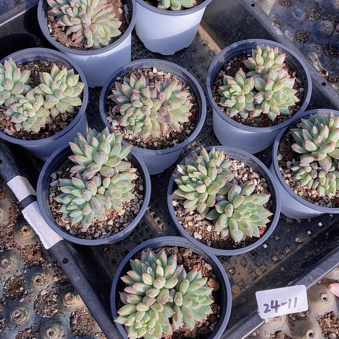 24-11-青花瓷福利一颗 量拍