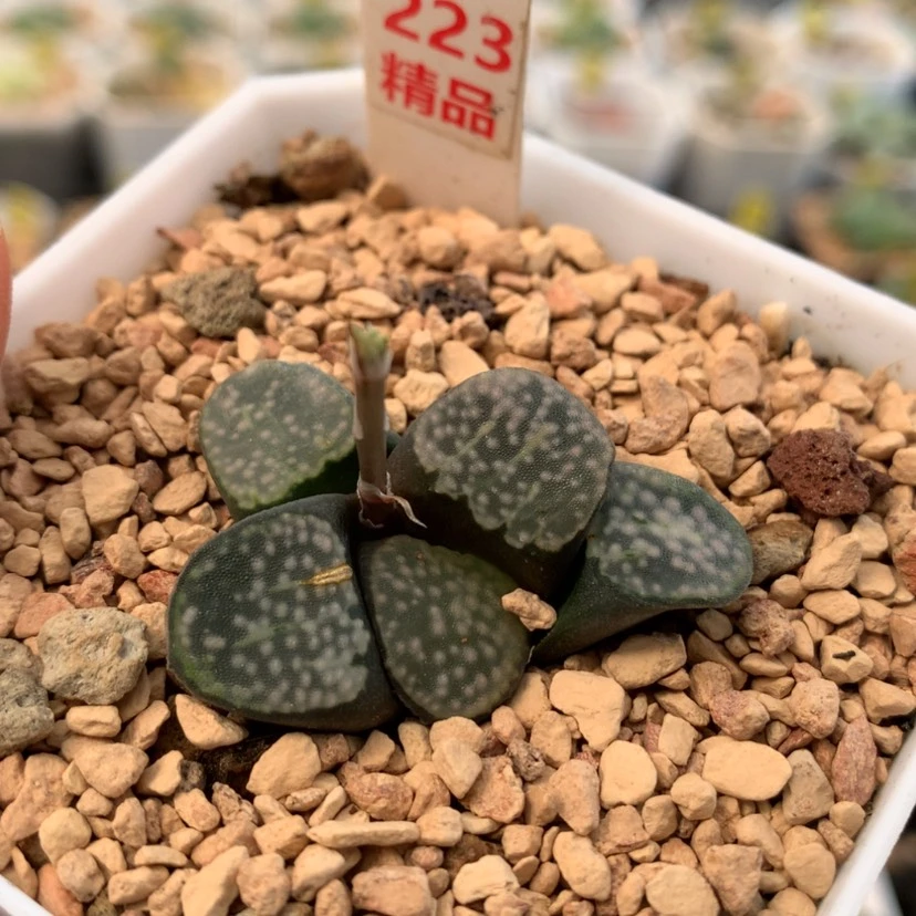 【闪购商品】223点点