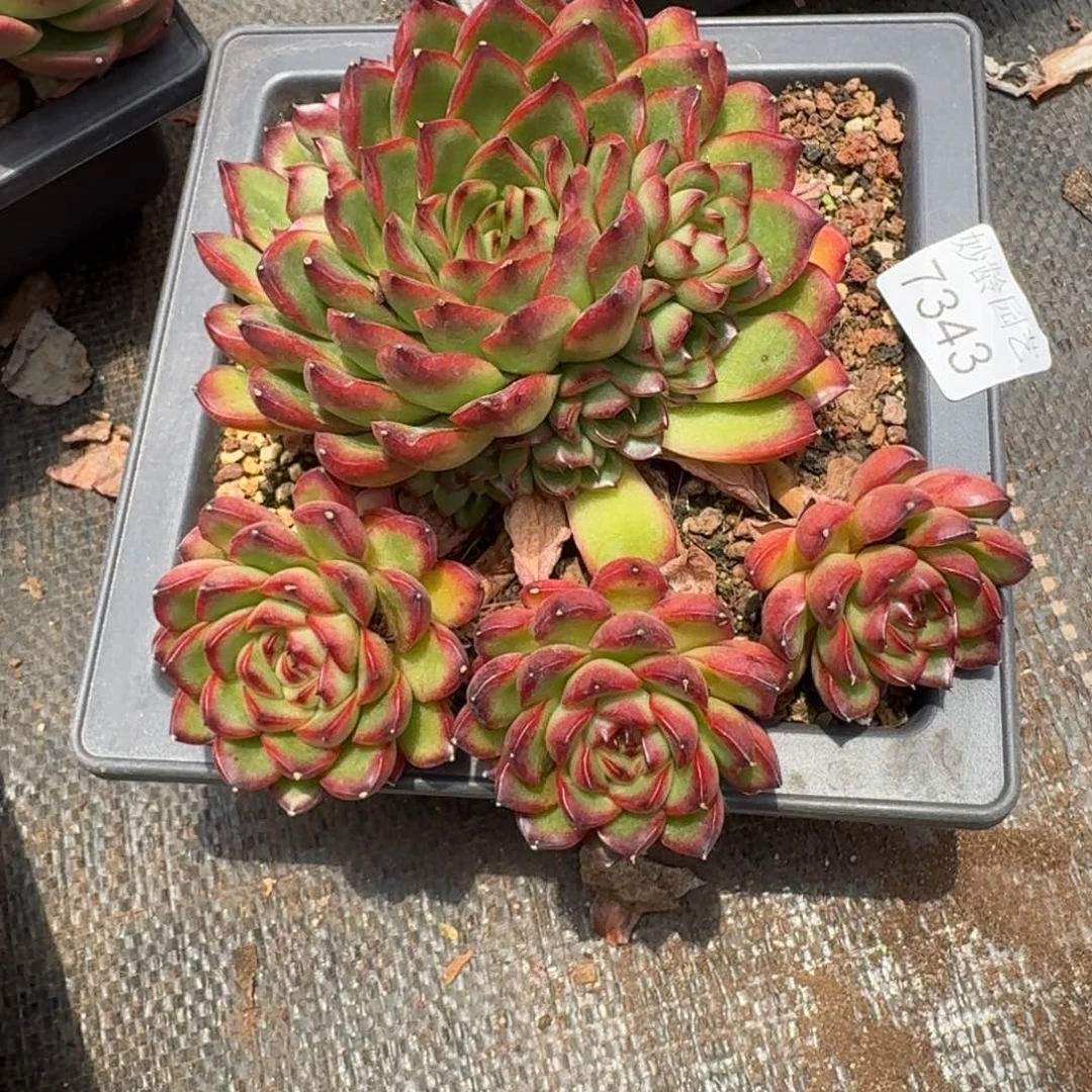永***姐7343杂交多肉植物基地
