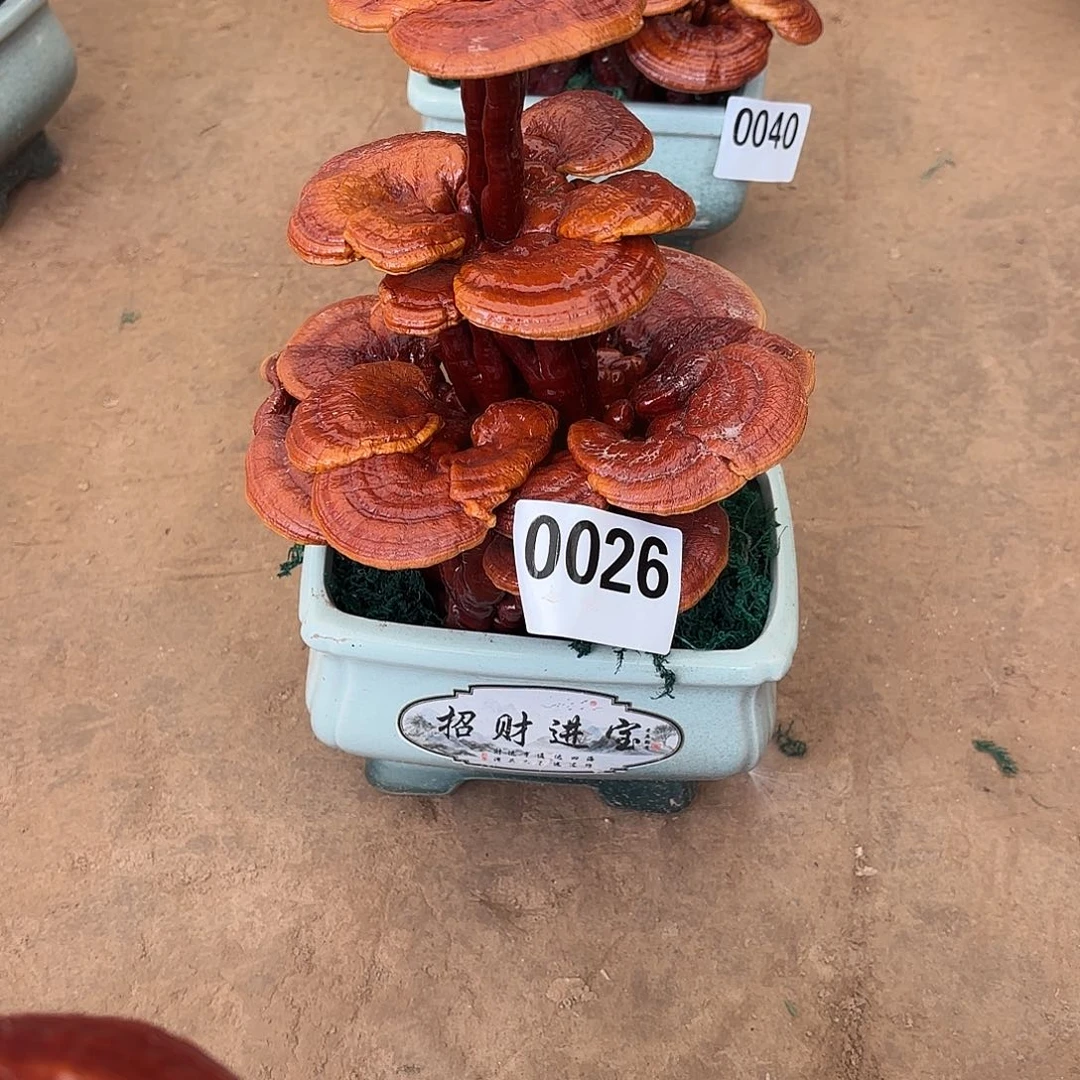 无花朵灵芝是我国著名植物