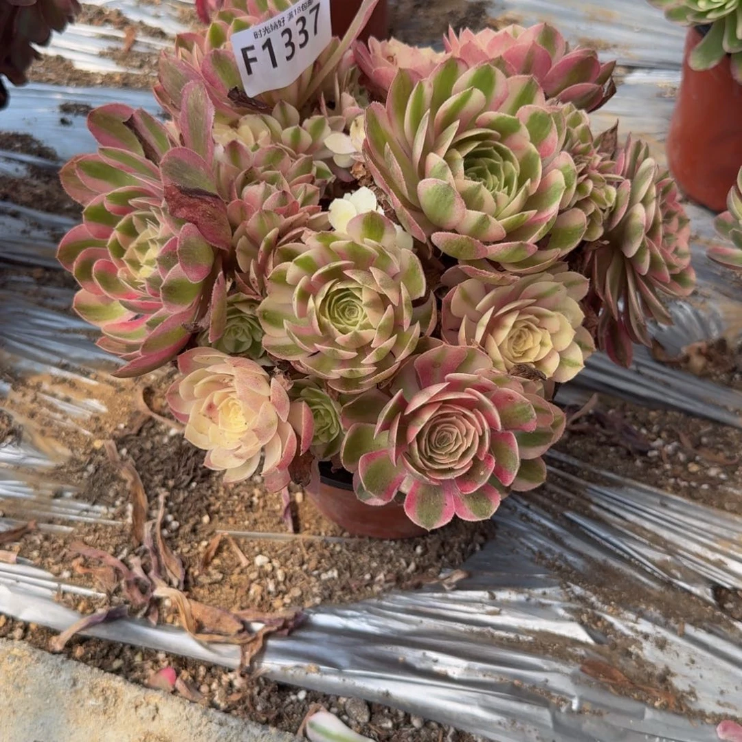 L***u1337。荔枝 多肉植物