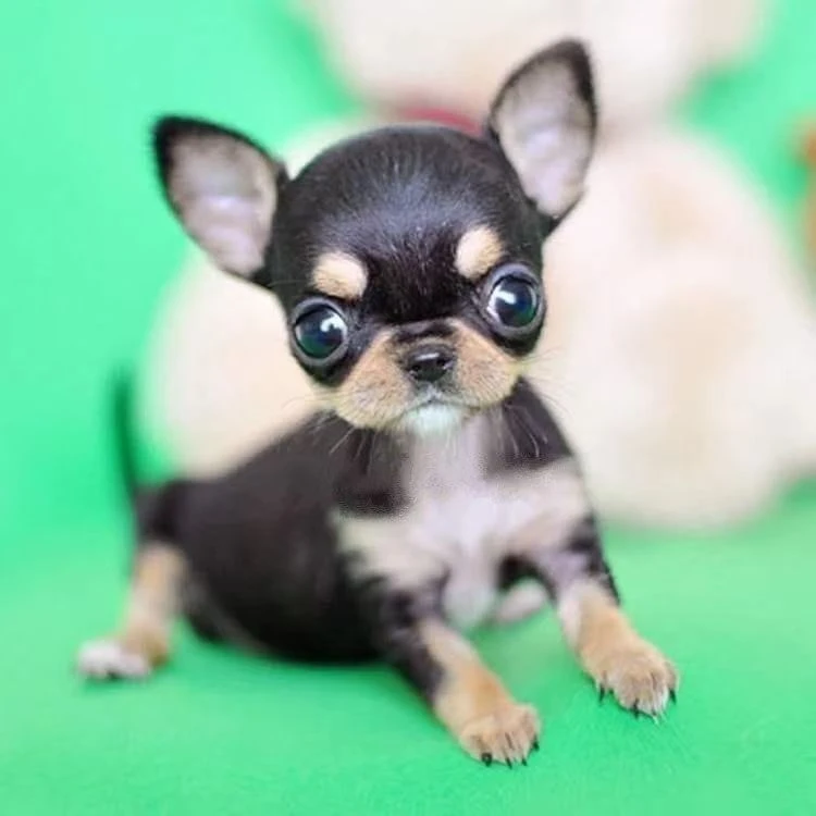 【活体狗狗】吉娃娃幼犬小型小体长不大活体活物家养宠物茶杯幼崽