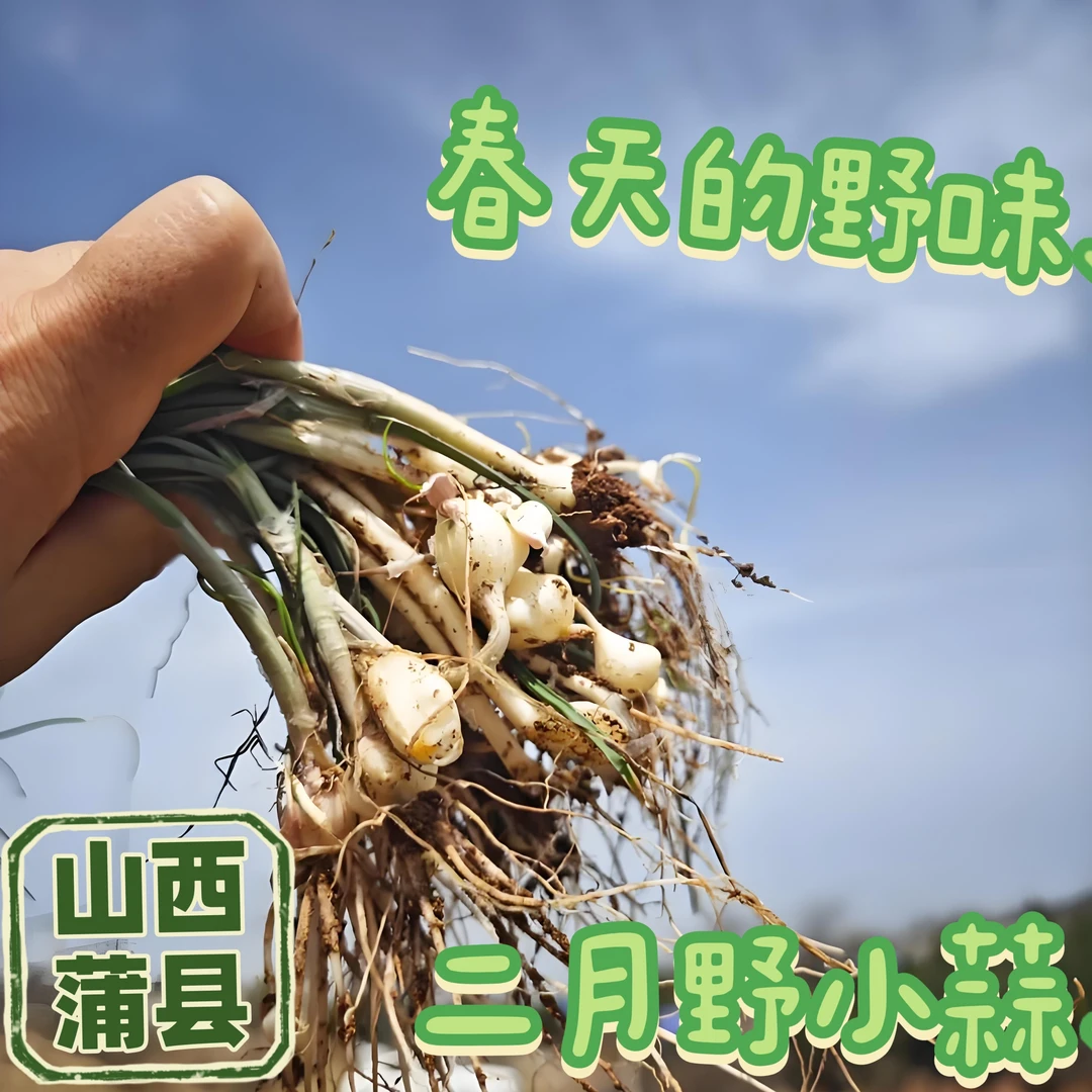 山西蒲县薤白野生小蒜农家菜二月小蒜香死老汉现挖野小蒜春季野菜