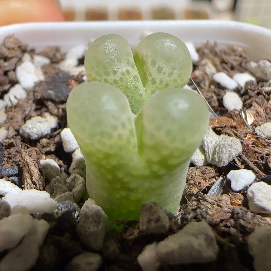肉锥多肉植物组合-粉樱949