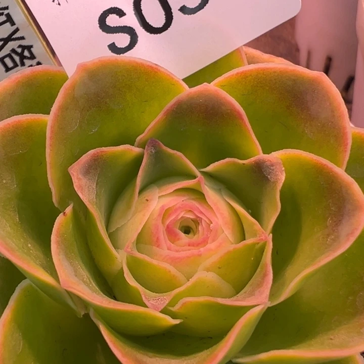 三碗051   四万玫红x各种福利