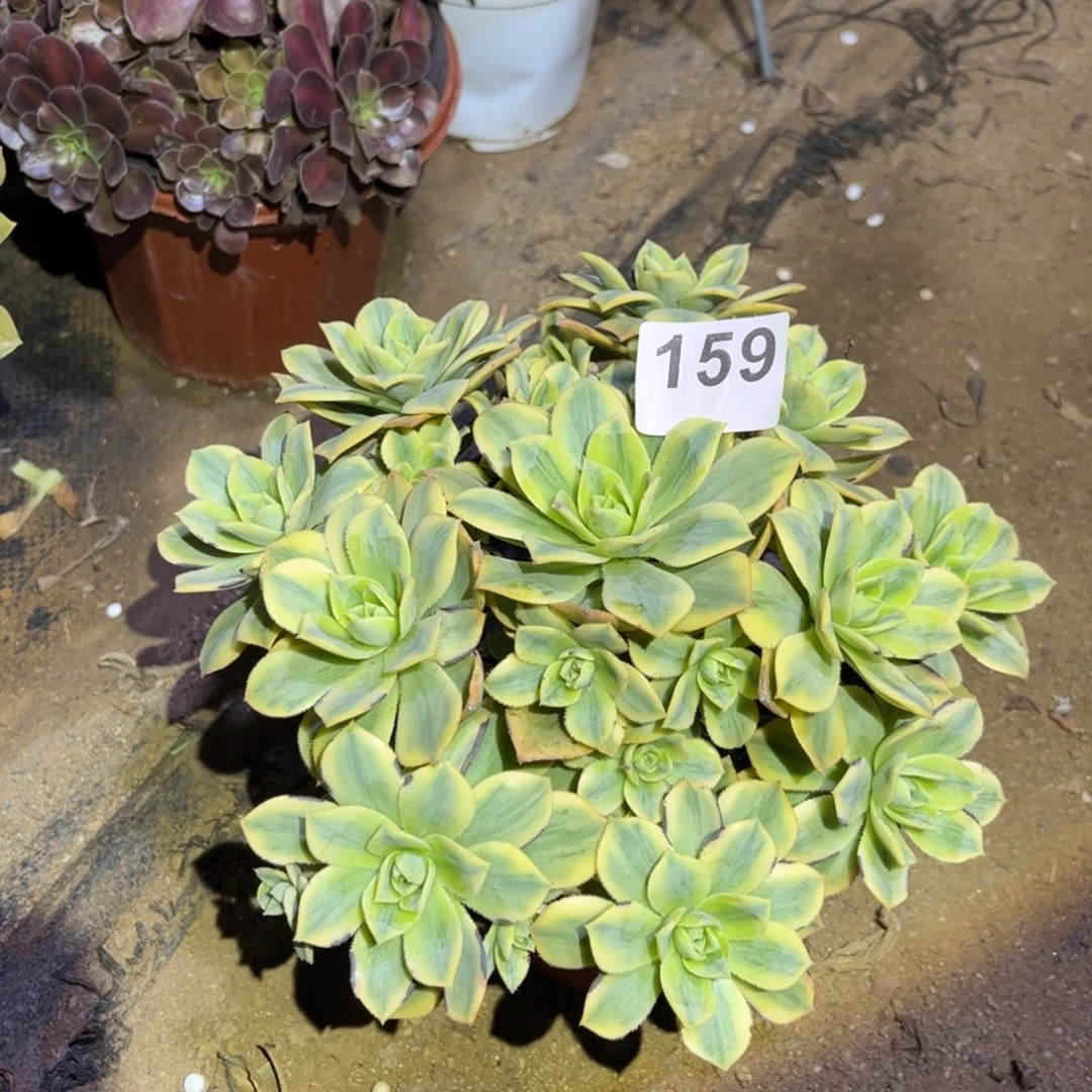 星包多肉法师159号法师