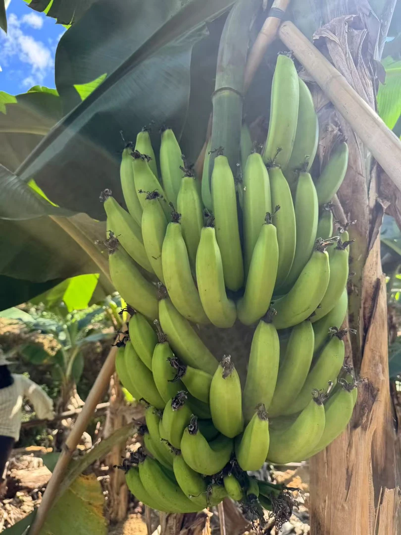 潮汕农家本地香蕉