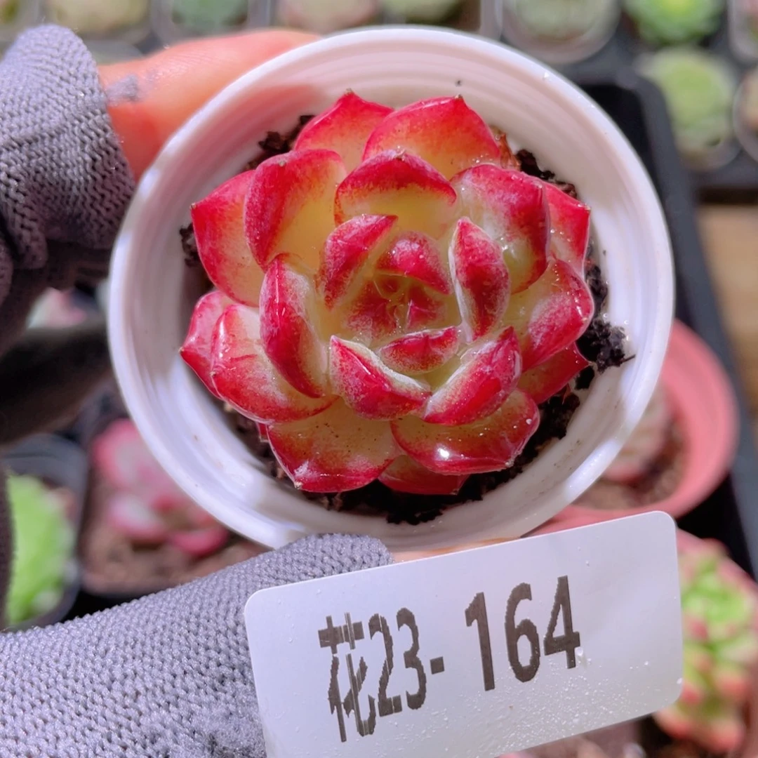 花利美23-164女王玫瑰