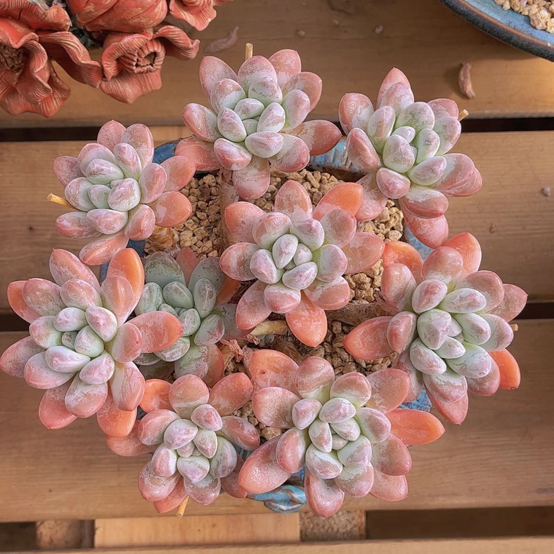 韩版香玉捧花多肉