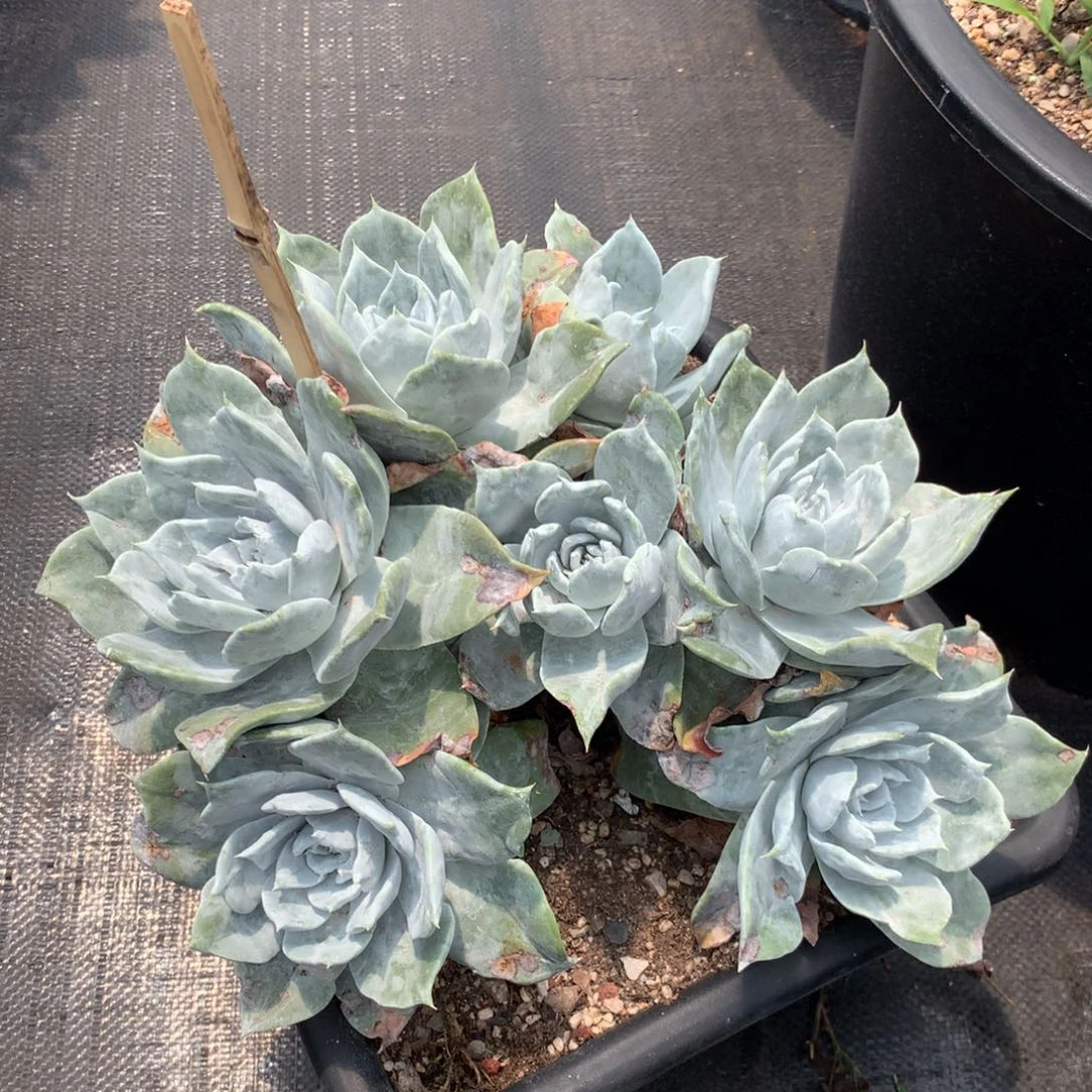 肉*嘟匍匐杂拇指，多肉植物