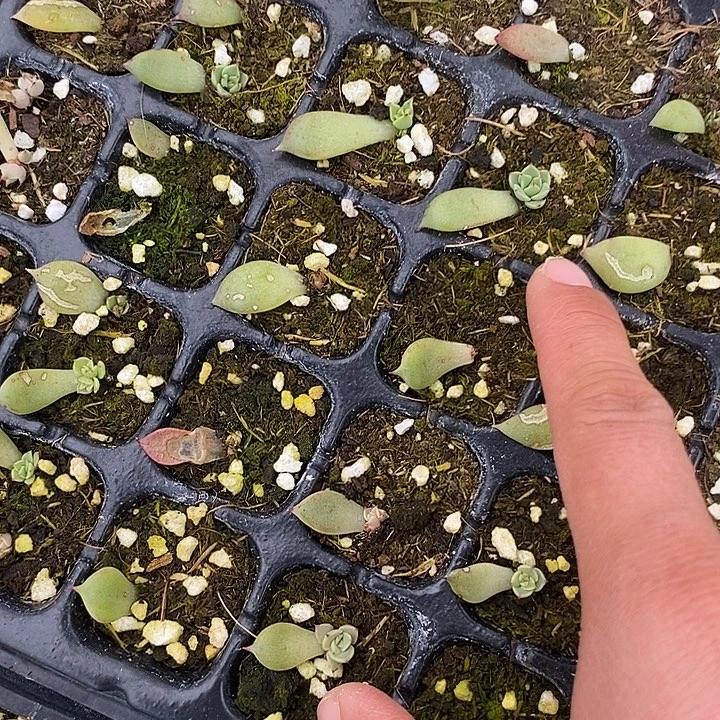 标384金貂芽苗一个