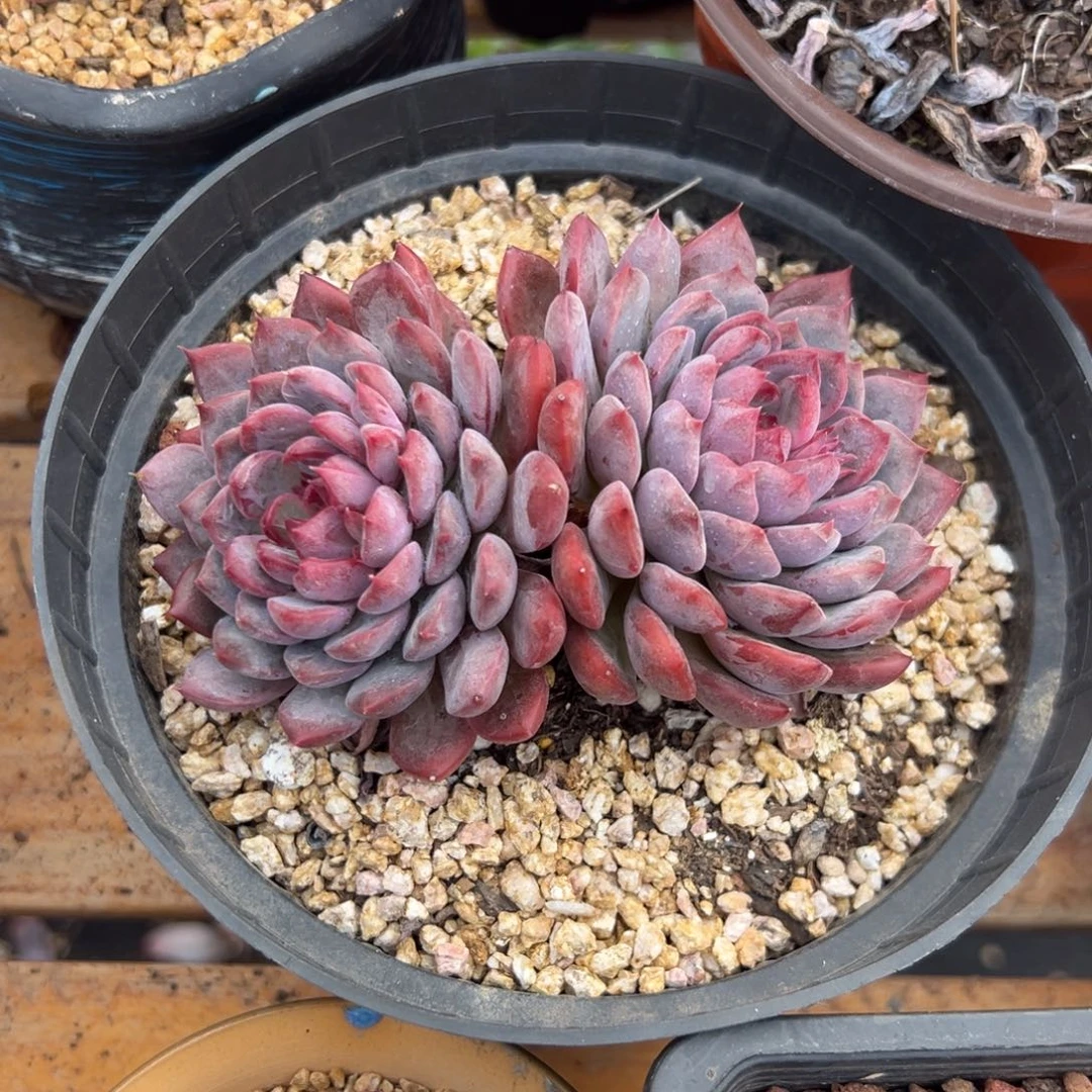 多肉双头黑曼巴【非偏远满18包邮】