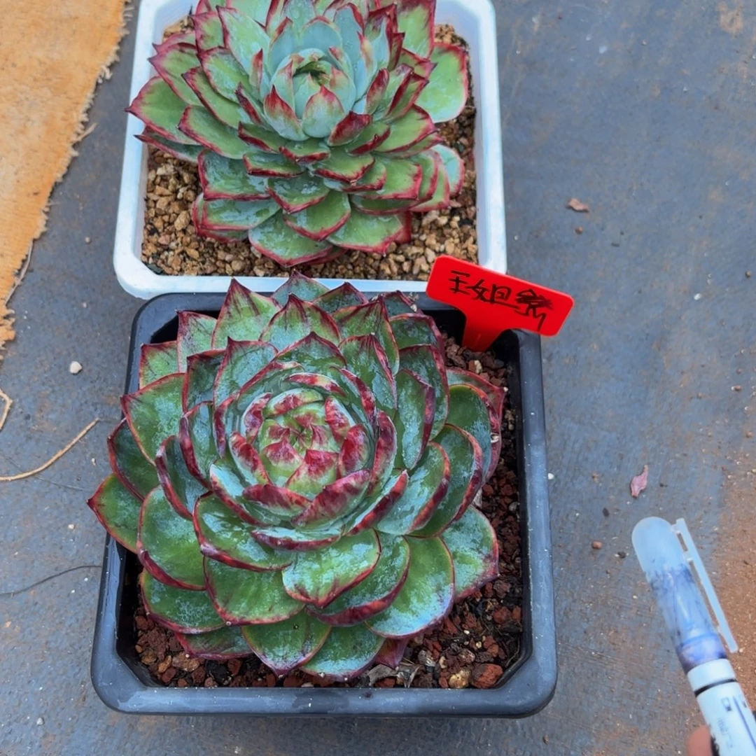 w***姐哈哈哈哈哈哈哈哈哈哈哈哈哈哈