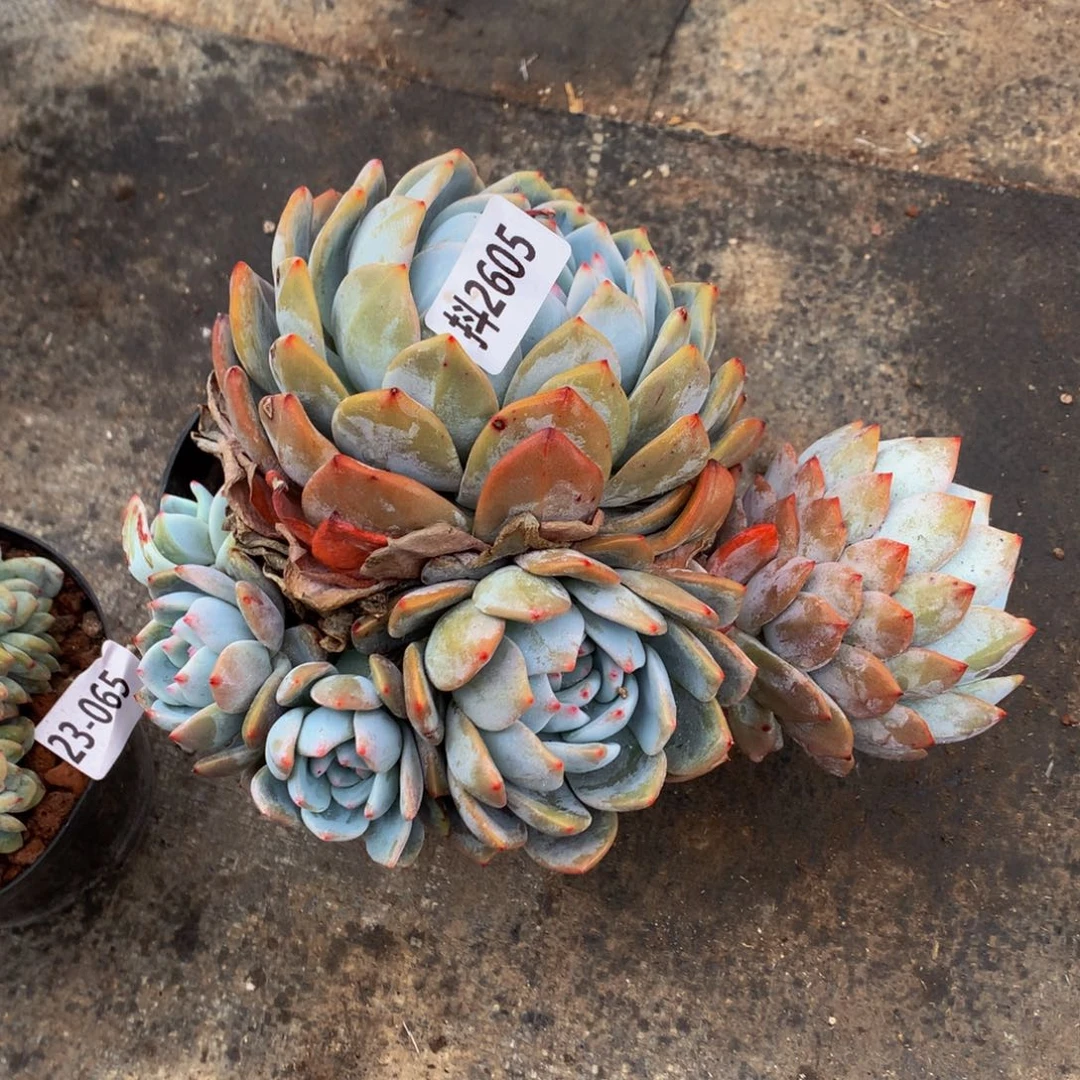 爀***?2605多头一个小男孩一样有