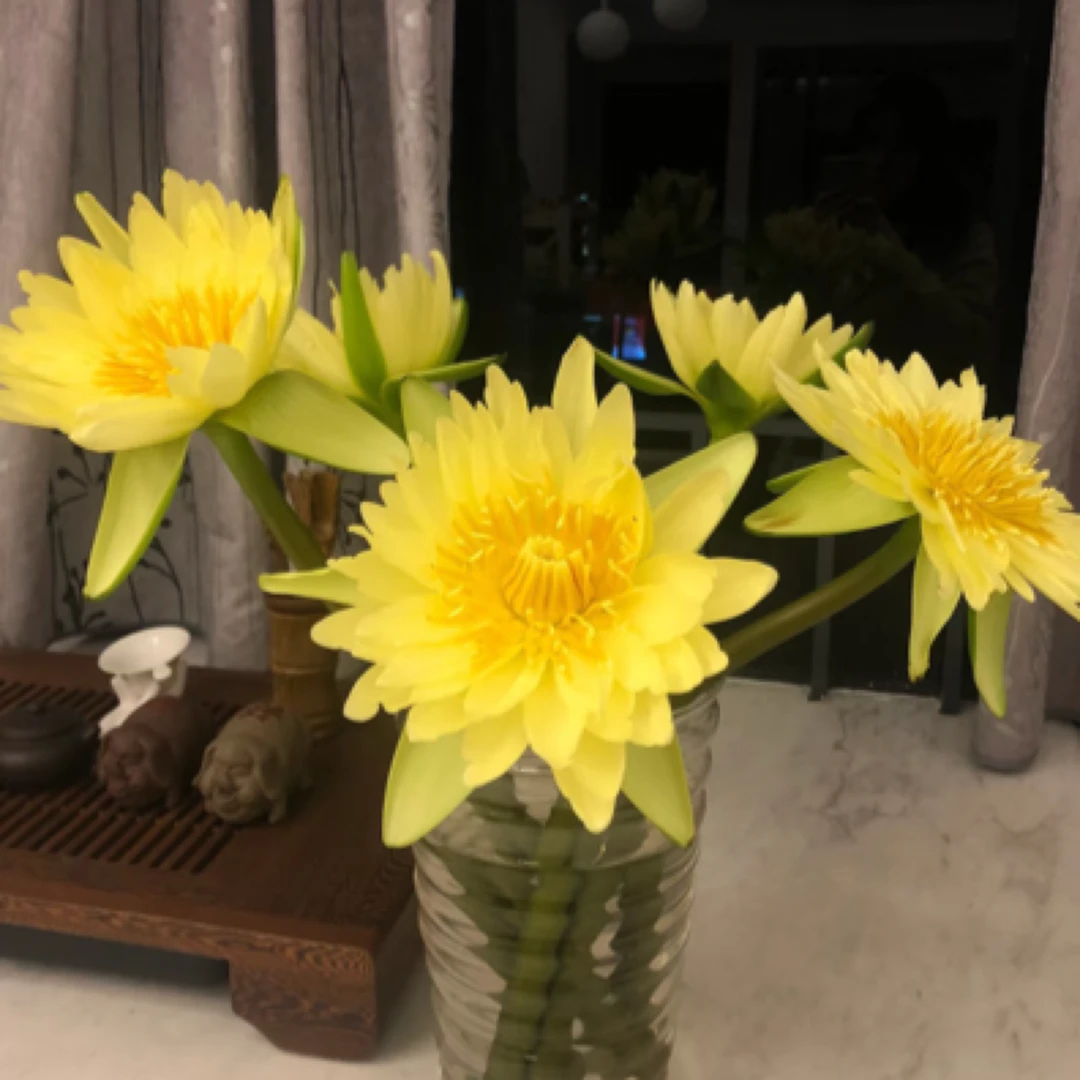 【香羿鲜花】睡莲一扎5支/全场任意满两单及以上包邮