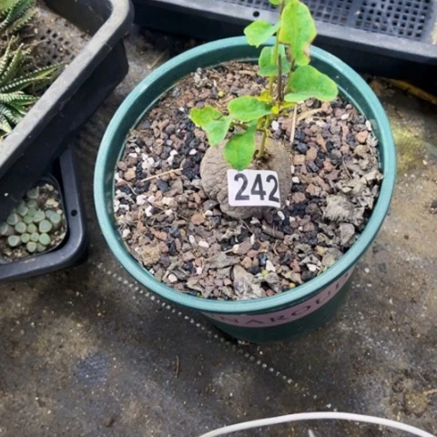 242象足龟甲龙一物一图如图